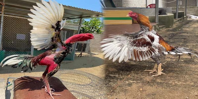 Những sai lầm thường gặp khi áp dụng bí quyết chơi đá gà